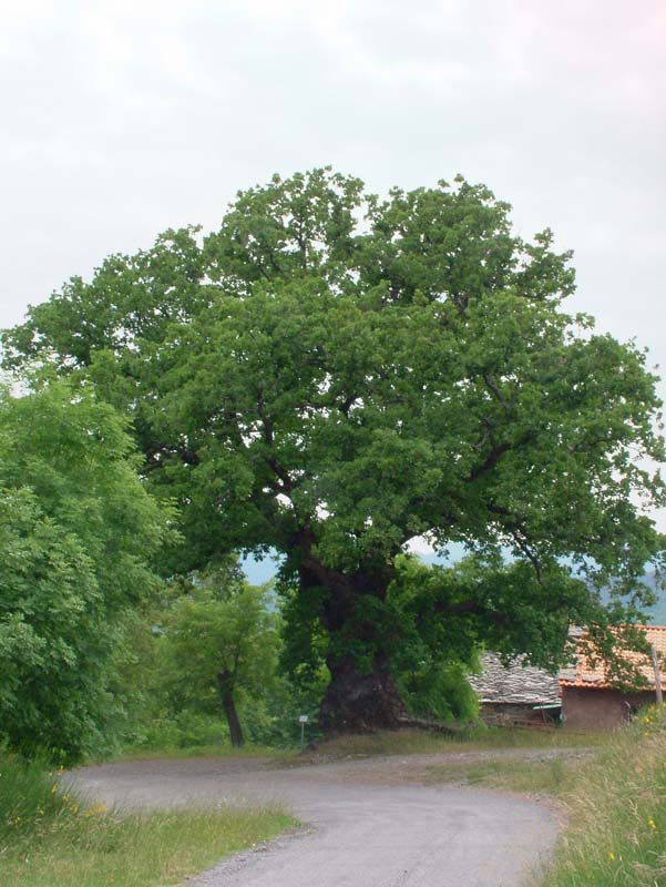 Fotografiamo gli alberi monumentali